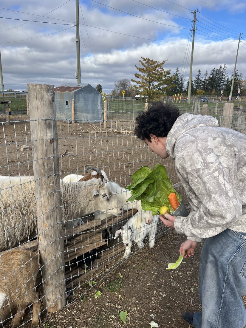 Iliya leaning over a wire fence holding lettuce, a carrot and an apple out to a sheep and a young goat.